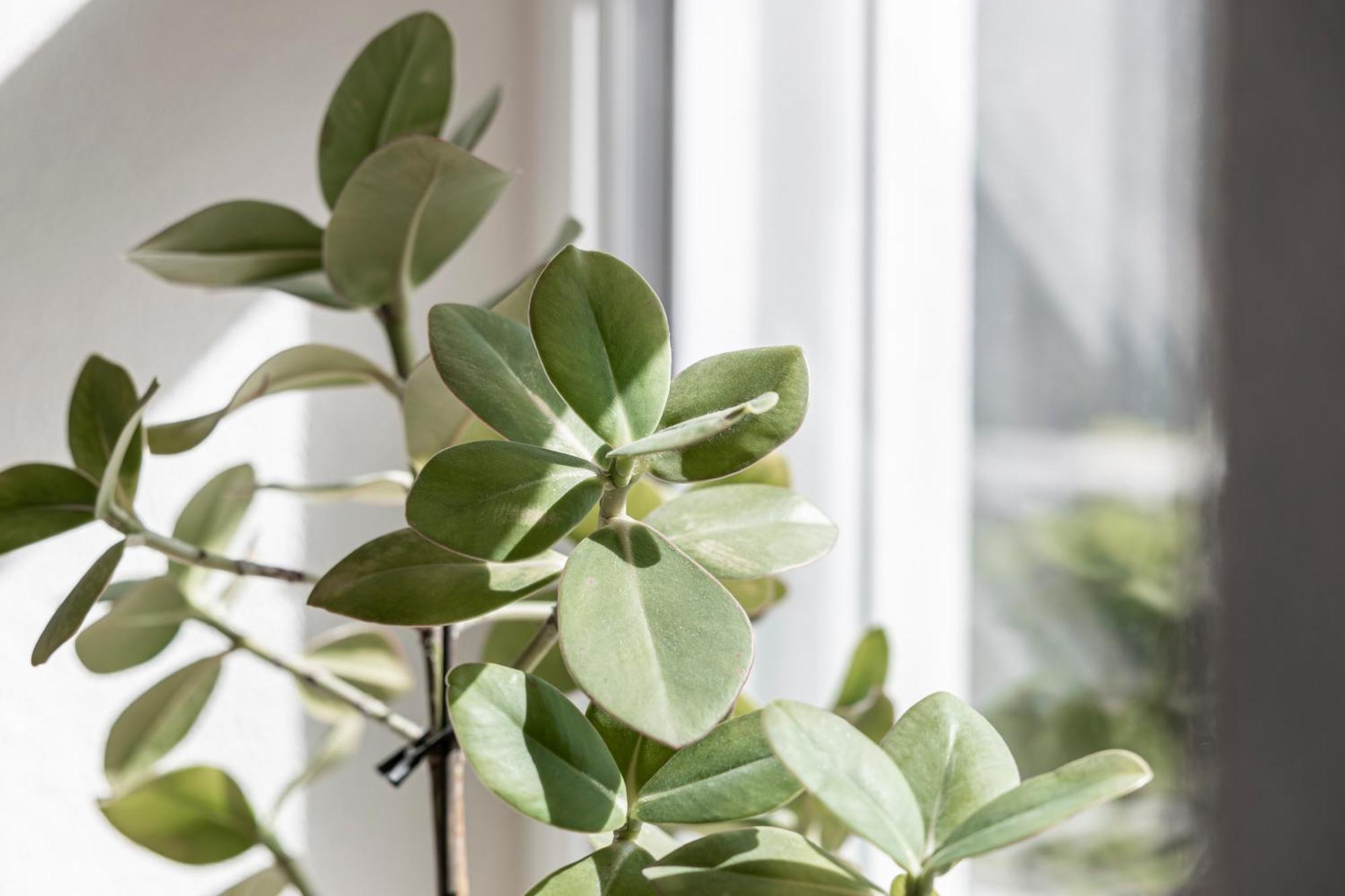 Kiechls Homebase - Adults Only Tarrenz Pokój zdjęcie